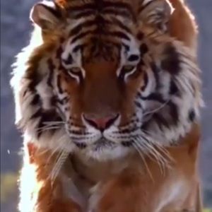 Meet your Posher, Naim